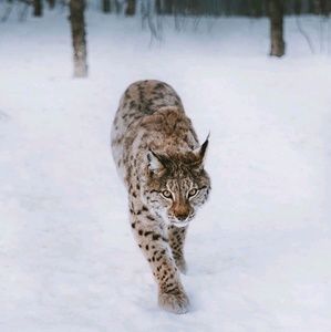 Meet your Posher, m.r.